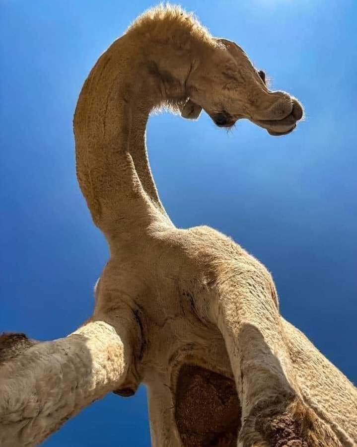 Mojo Camp, Ram Vadisi Dış mekan fotoğraf